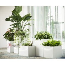 專注室內(nèi)綠植服務8年，綠植租賃，免費養(yǎng)護，一站式商務空間